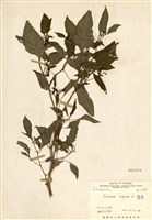 藏品(龍葵)的圖片